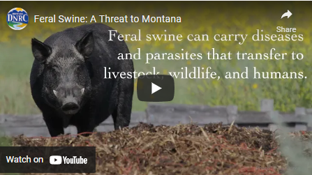 DNRC-Feral Swine: A Threat to Montana