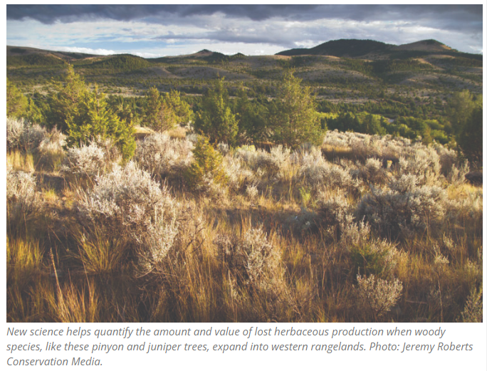 Herbaceous production is lost when woody species expand into western rangelands.