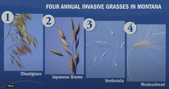 4 annual grasses video