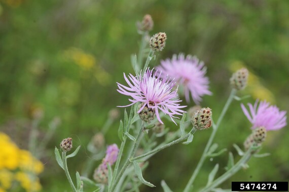 spotted knappweed-Bugwood