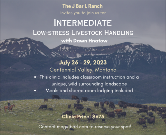 Intermediate livestock handling clinic