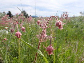 prairie smoke