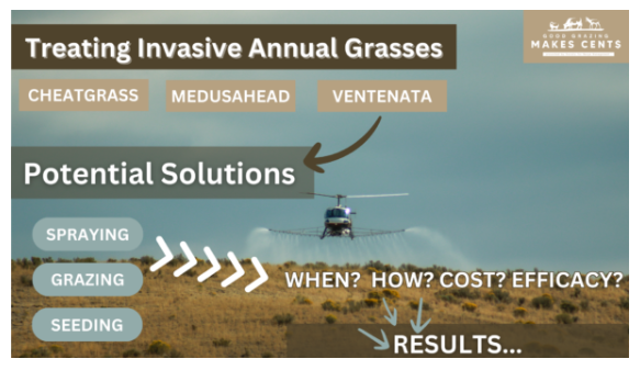 Invasive Grasses