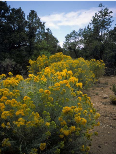 RubberRabbitbrush