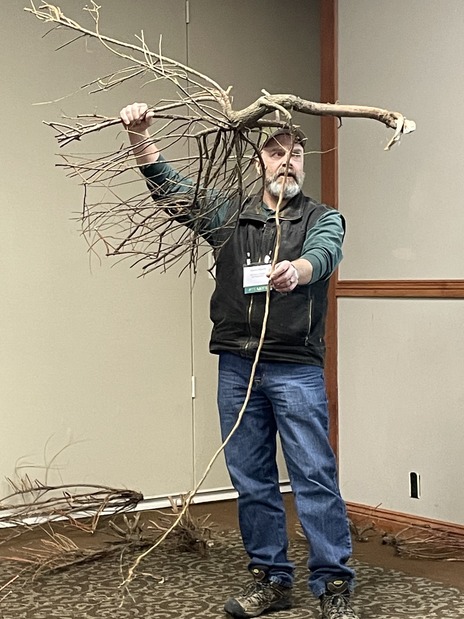 Steve Smith (Lewistown BLM) shows the taproot of a saltcedar he removed from the Judith River.