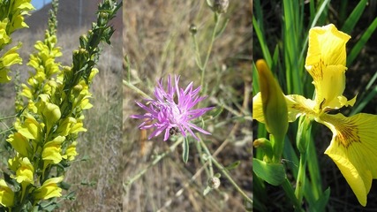 Montana Noxious Weed Information