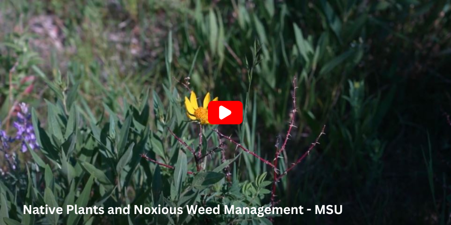 MSU Native Plants