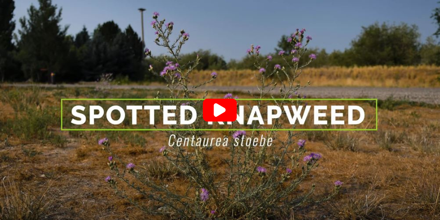 Spotted Knapweed Video