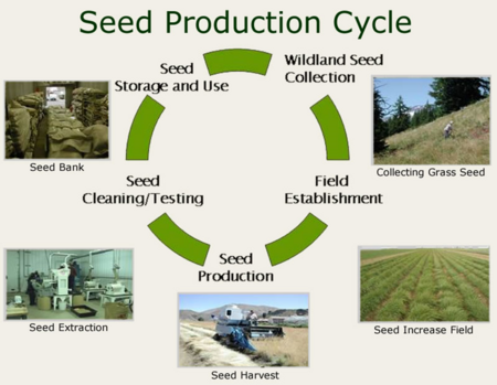 Seedcycle