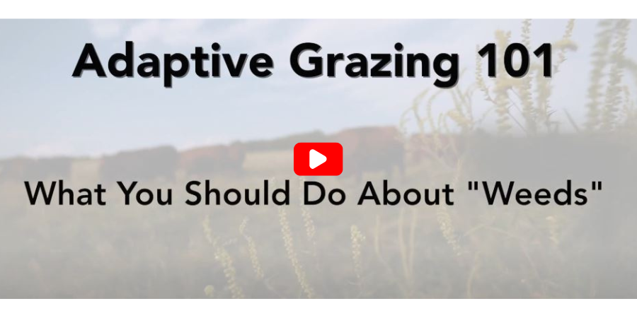 Adaptive Grazing
