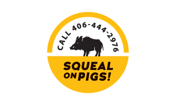 squeal on pigs new