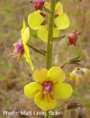 Moth mullein