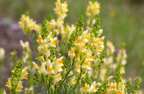 Yellow Toadflax