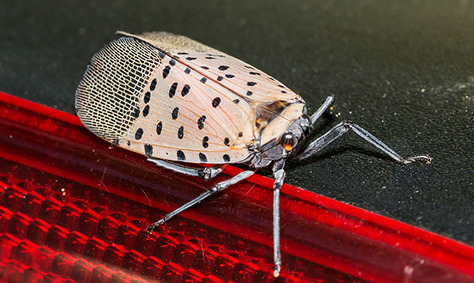 Spotted Lantern Fly