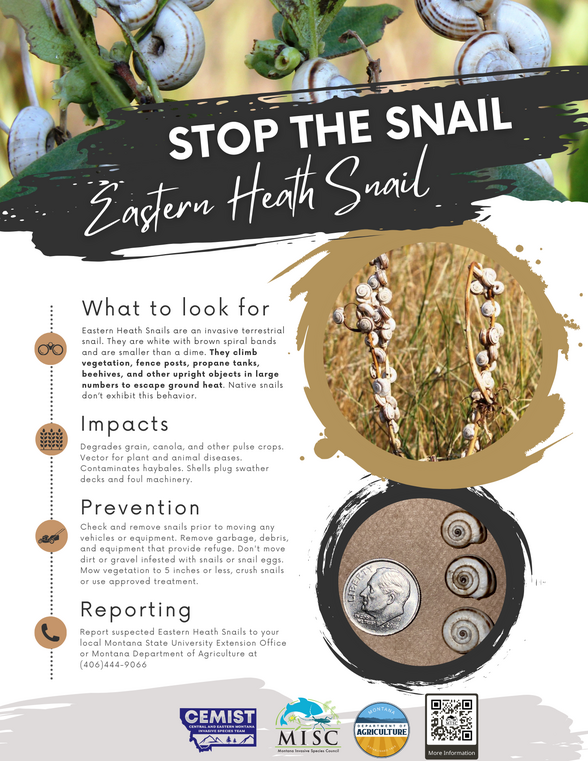 Stop the Snail