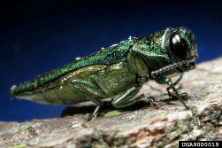 9000019-SMPT Emerald Ash Borer