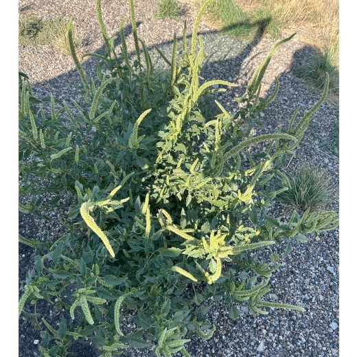 Palmer amaranth growing on roadside in carter county Sept 2024