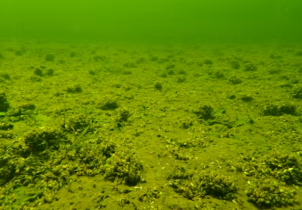 Zebra Mussels