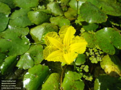 Yellow Floating Heart