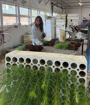 staff packaging trees