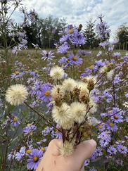 flowers and seed