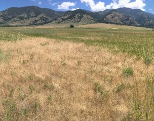 March weed post photo