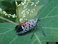 spotted lanternfly
