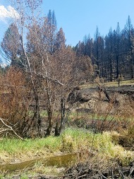 Deep Creek Fire_Shylea_2021