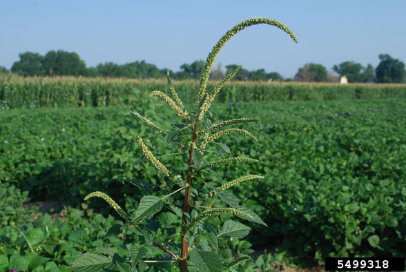 palmer amaranth