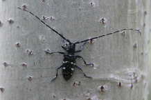 asian longhorn beetle 5557609