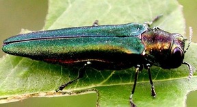 emerald ash borer 5473689