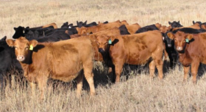 heifers