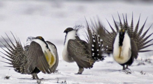 sage grouse