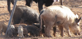 Feral swine