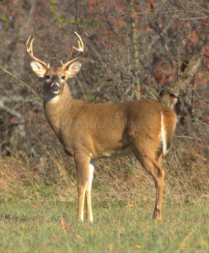 white-tailed deer