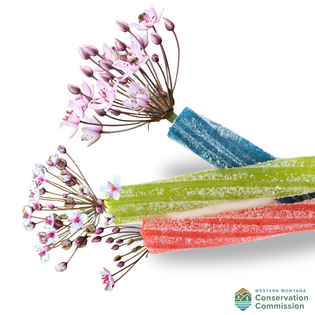 Halloween Flowering Rush