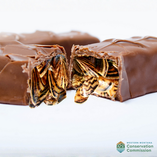 Halloween zebra mussel