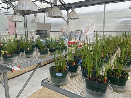 Flowering Rush at Sidney ARS