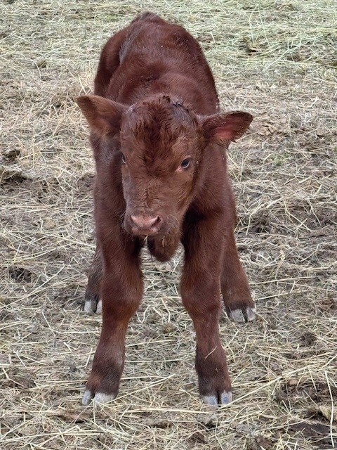 redcalf