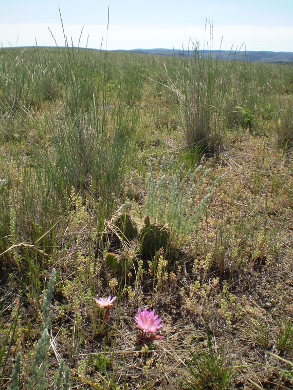 Bitterroot flower in bloom on prairie landscape.