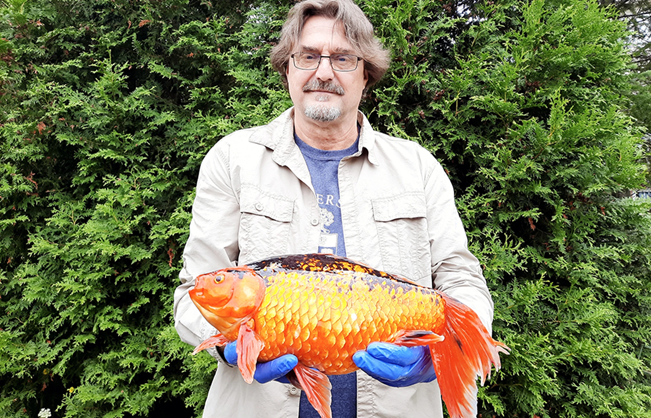goldfish Mandrak