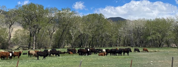 Cattle grazing on green pastures in springtime. In the background there is hill and green leaved trees. The sky is blue with clouds.
