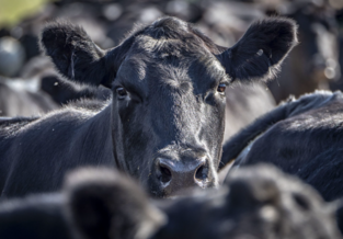 Black angus cattle in a herd.