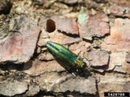 emerald ash borer