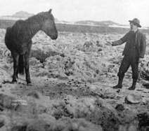 Glendive - Horse Stranded Levee