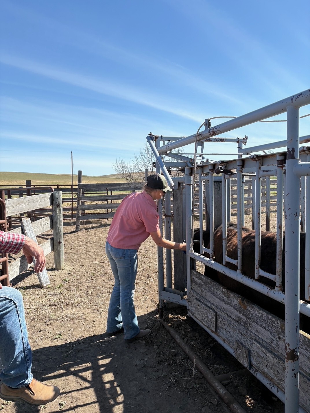 Intern, Brenna Ritchie is standing by a cattle chute doctoring a cow.