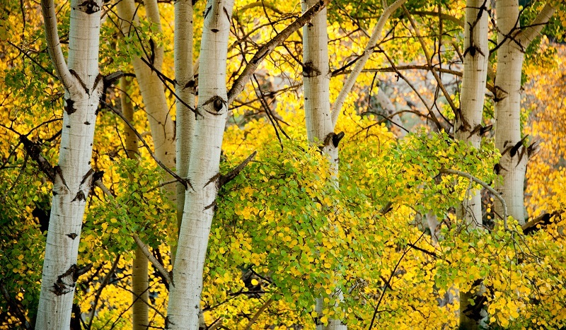 Aspens