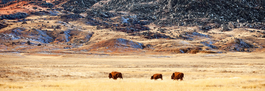 Buffalo roaming 