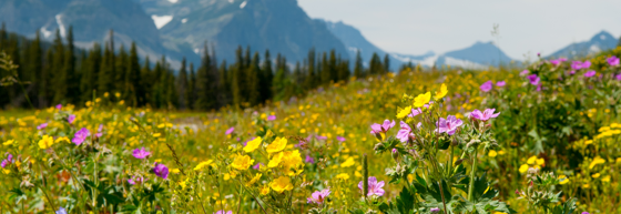 Montana Flowers