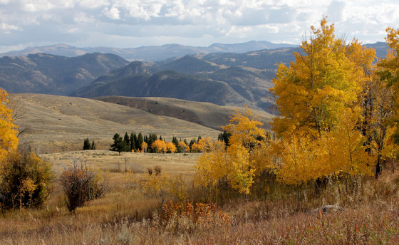 Gallatin National Forest - Fall